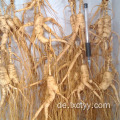 wilder Ginseng-Gesundheitstee